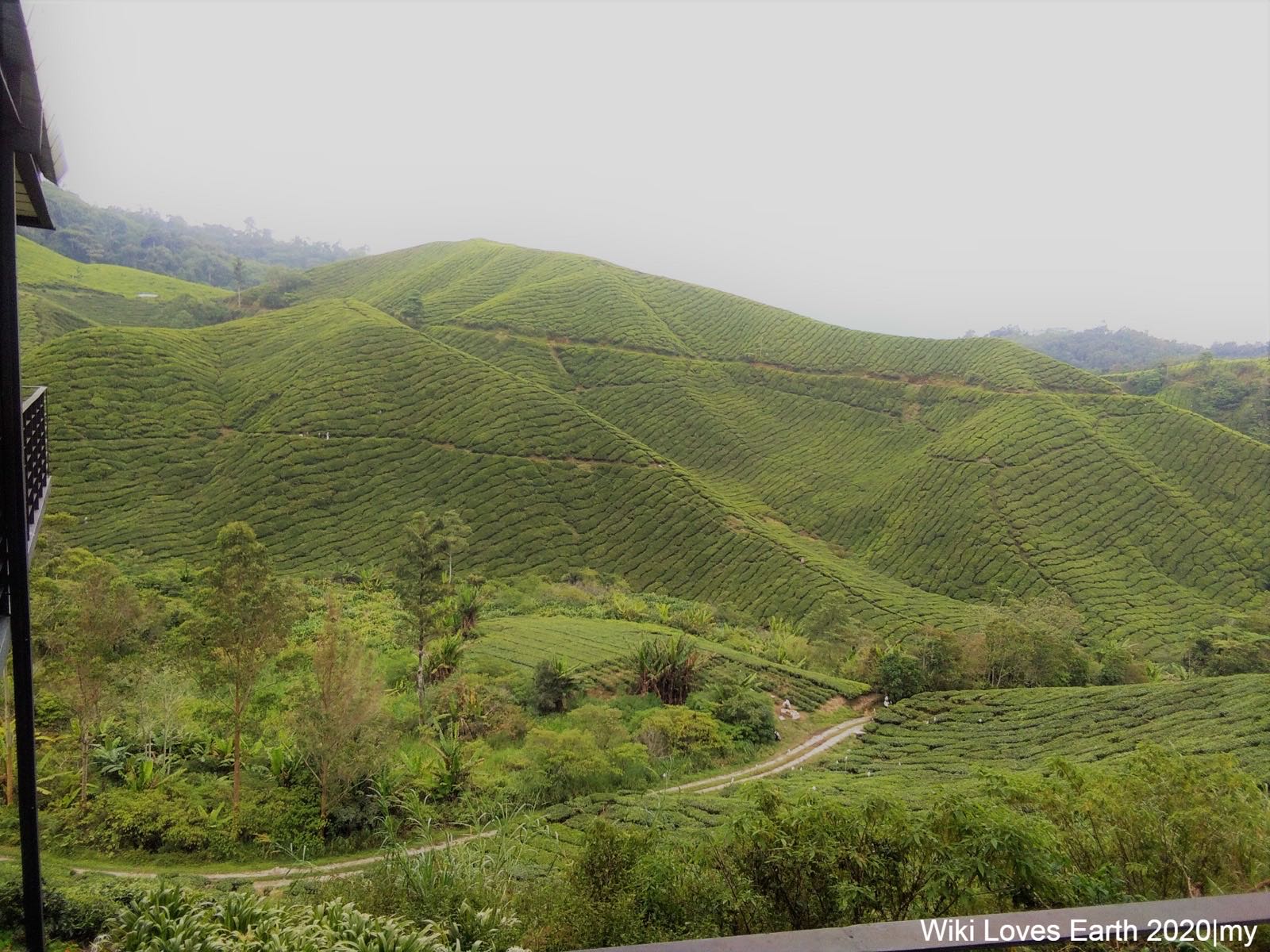 Tea slopes seen from the BOH Sungei Palas Tea Centre, Brinchang.