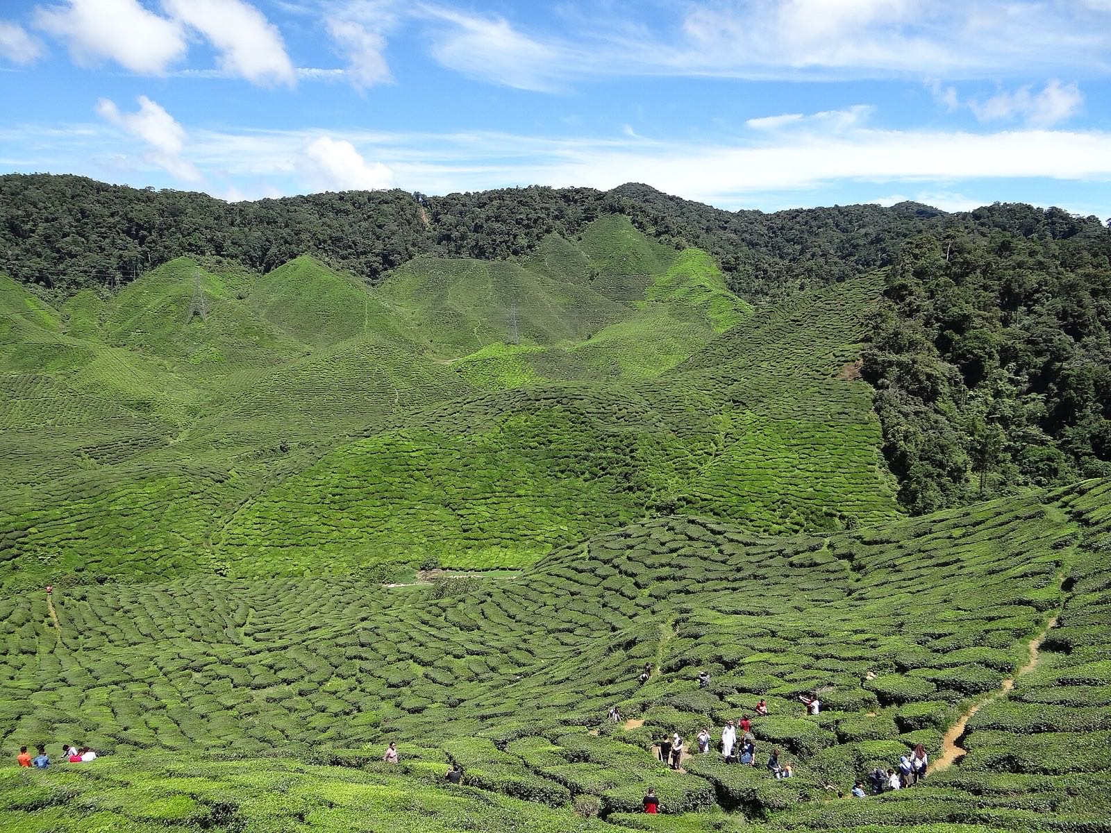 Cameron Valley tea estate near Tanah Rata, June 2017.