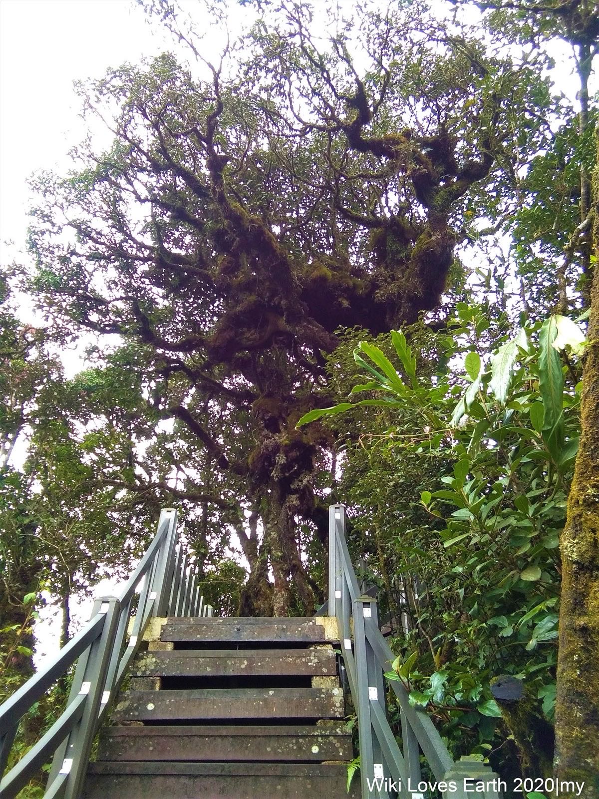 Boardwalk steps under a moss-covered tree in the Mossy Forest.