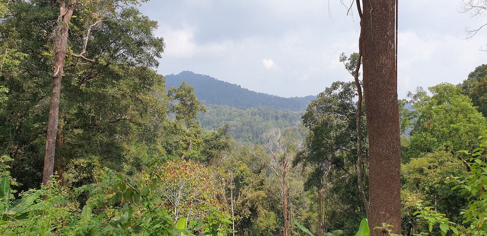 Rainforest seen from a trail at The Habitat, Penang Hill.