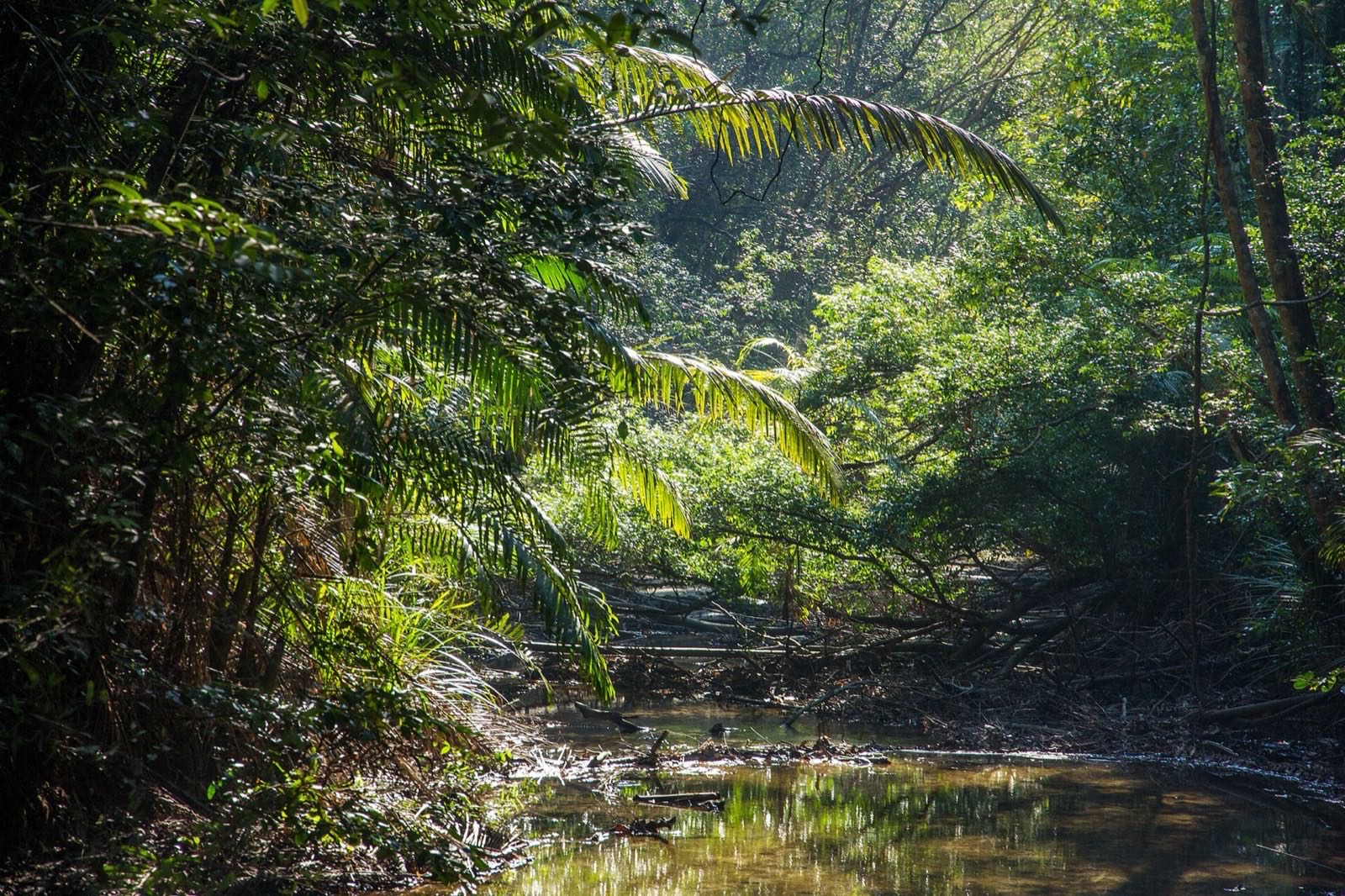 A stream under the rainforest canopy in Penang National Park.