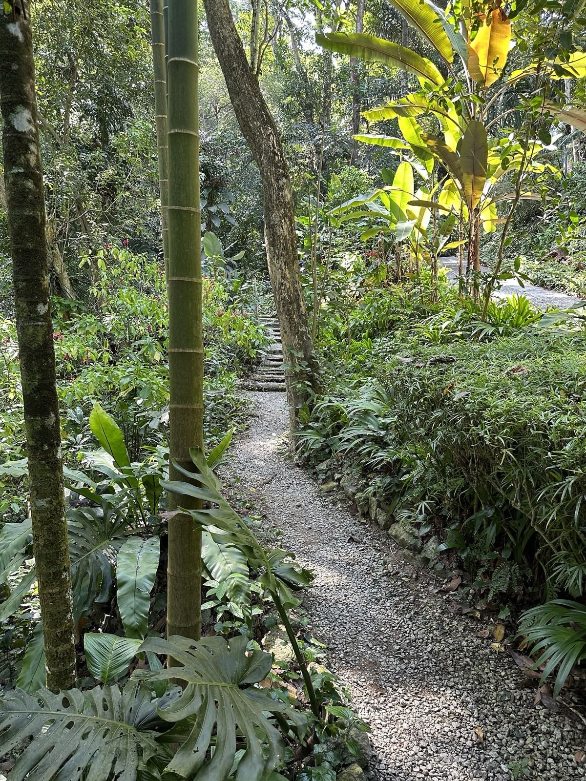A gravel trail through the Tropical Spice Garden.